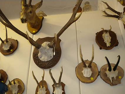verschiedene Jagdtrophäen